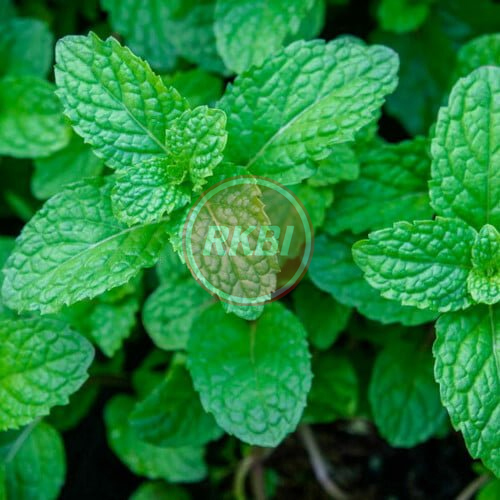 Mint