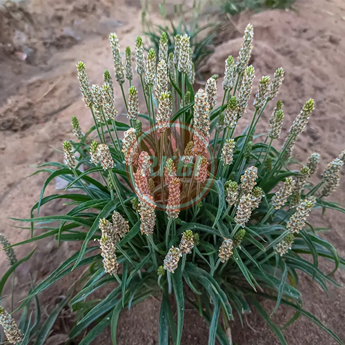 Psyllium